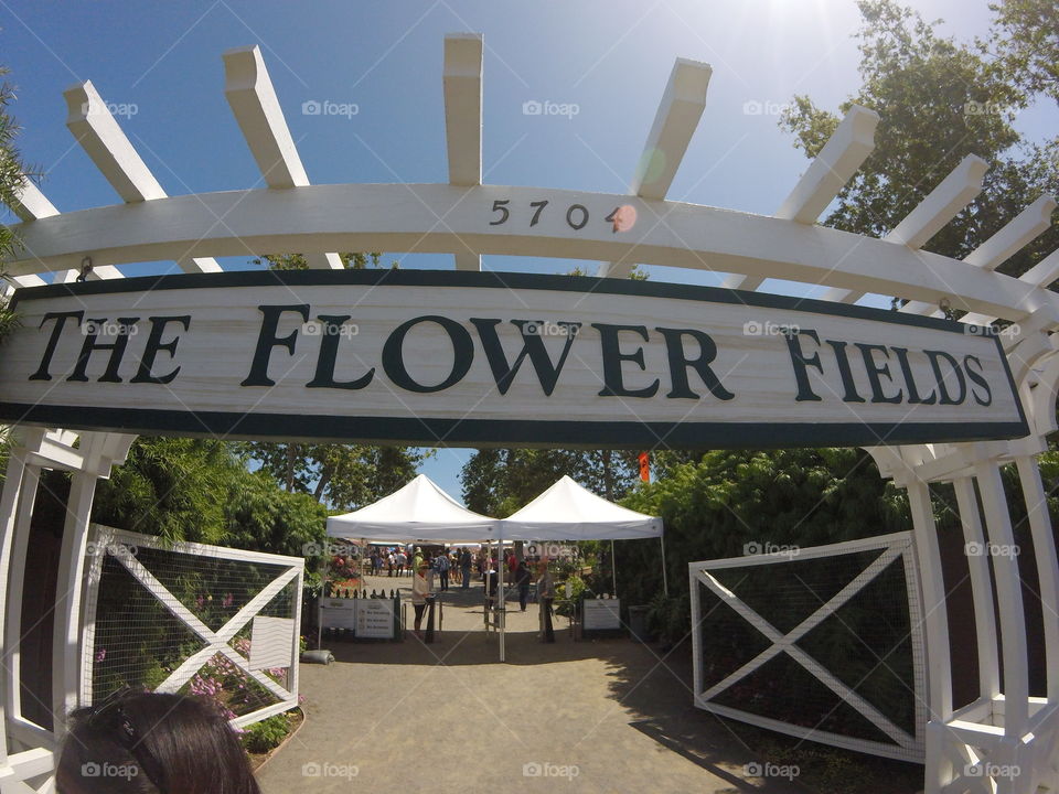 Carlsbad Flower Fields