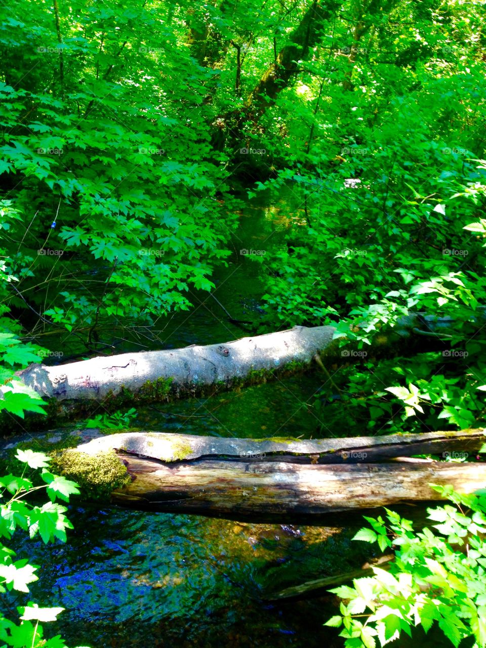 Bridge over troubled water . Trees lay across a creek