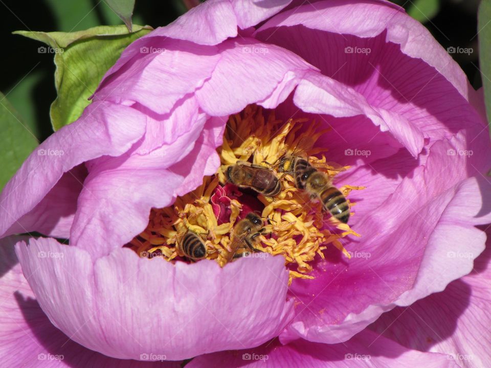 Bees in a peony flower