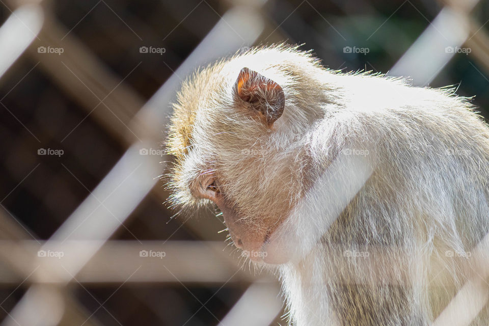 Sad locked monkey in the zoo