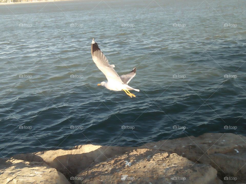 Beautiful flying seagull cross the sky ag essaouira city in morocco.