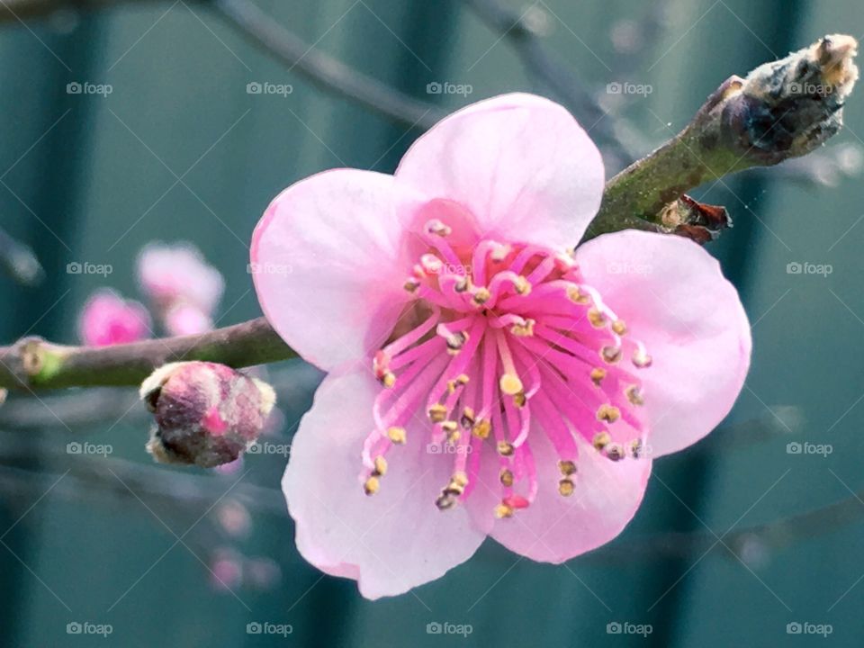 Pink blossom and buds nectarine fruit tree in spring in Australia
