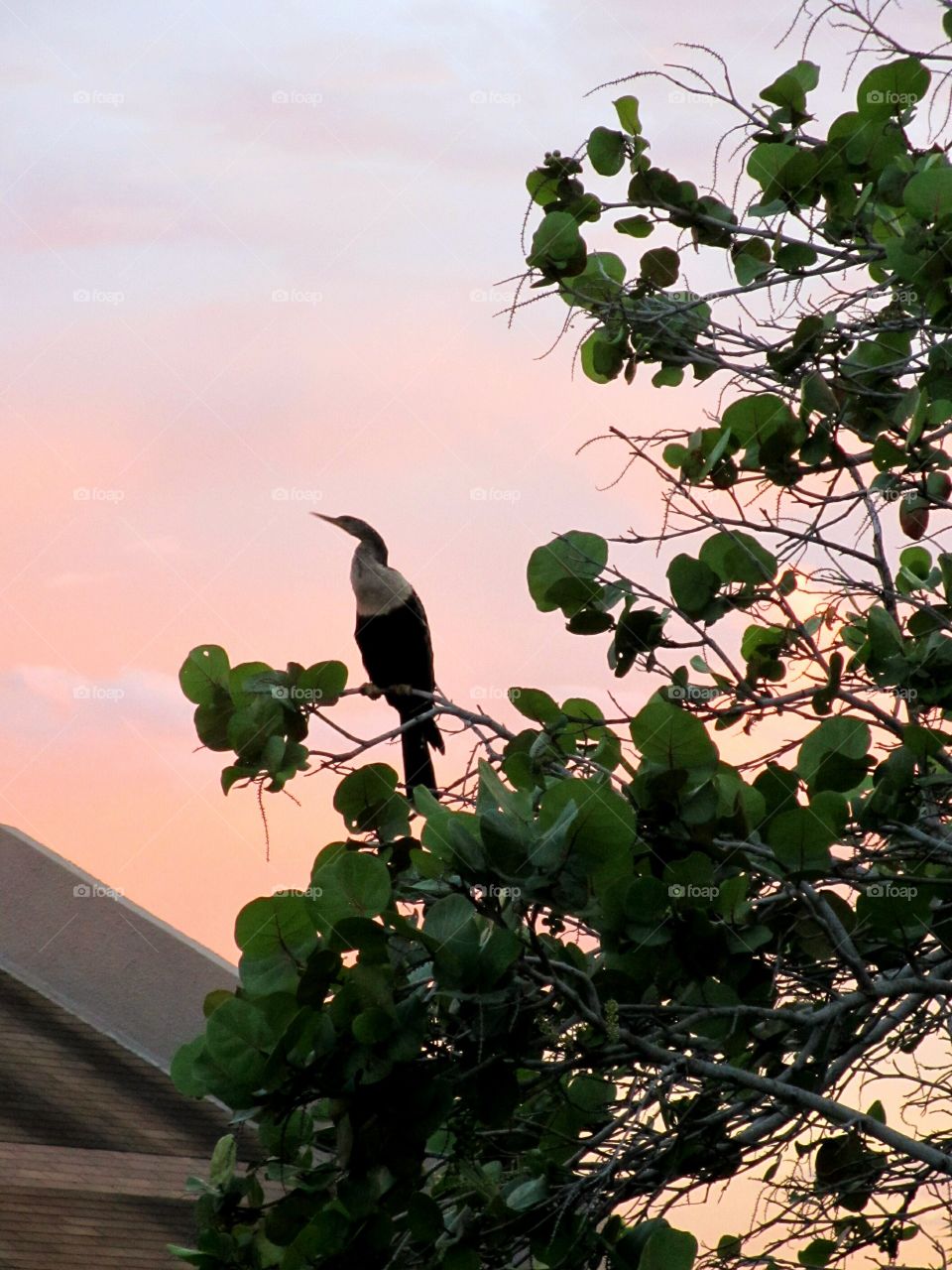 anhinga. Anhinga or snake bird perched on seagrape branch