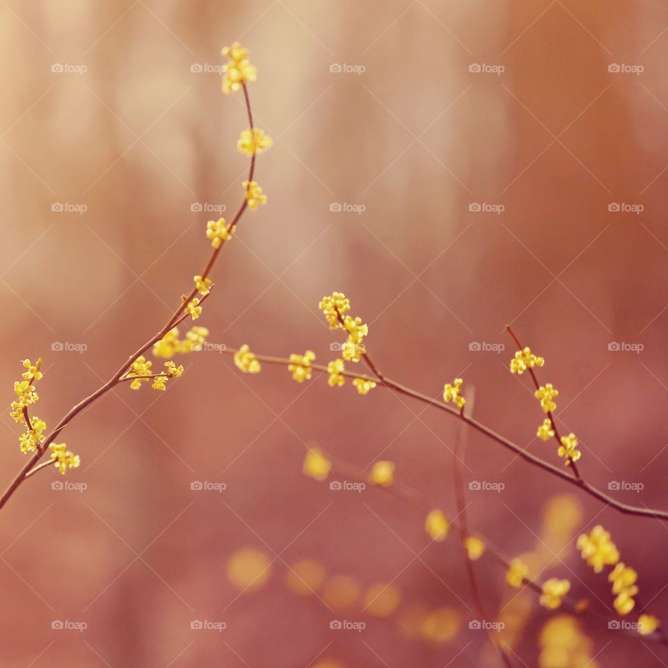 Spring blossom