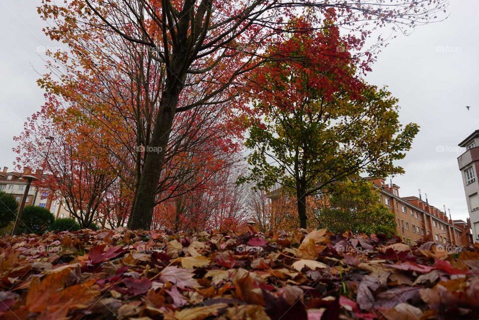 Autumn#season#leaves#colors#trees