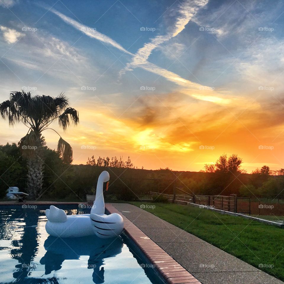 Swan float looks into the sunset from pool