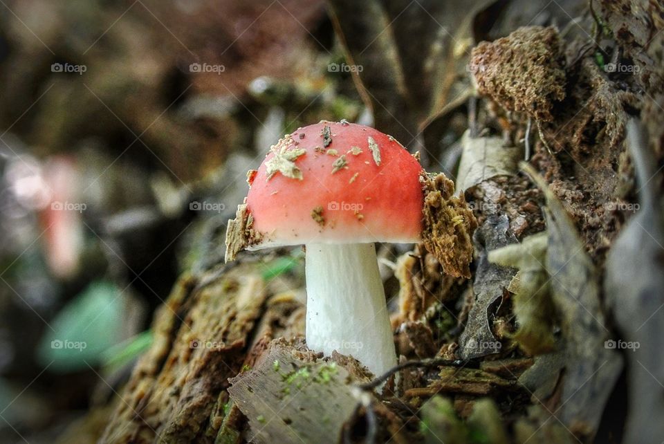 Little button mushroom 