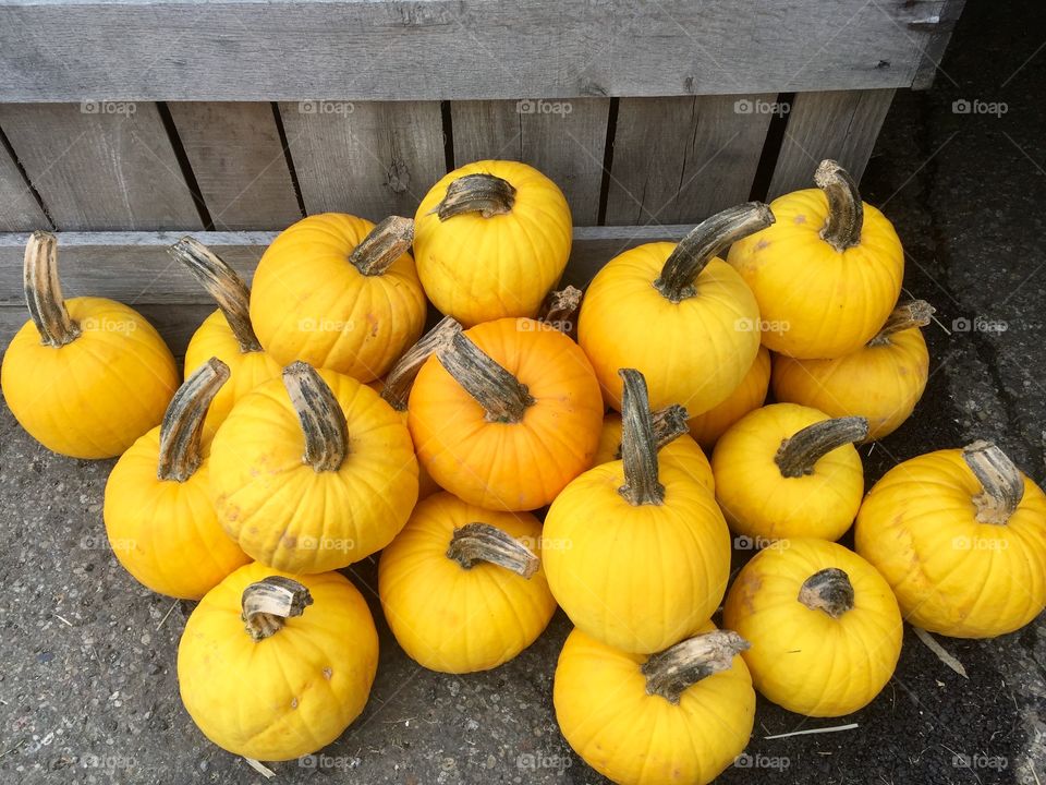 Yellow Pumpkins 