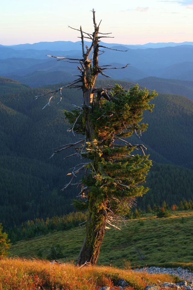 Survivor Tree