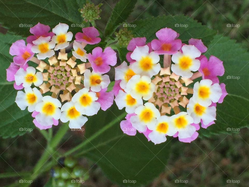 Lantana