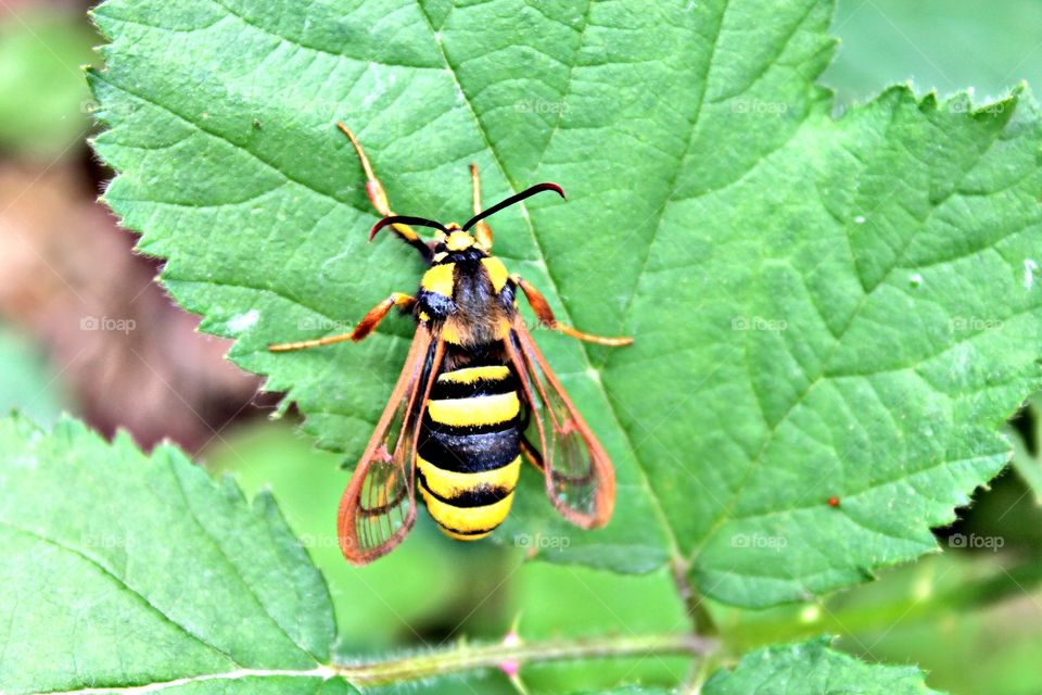 Hornet Glasswing