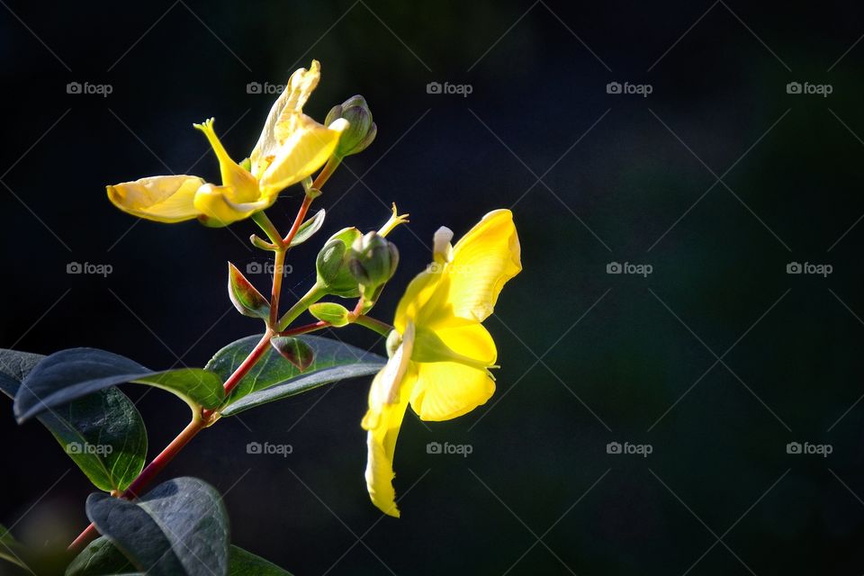 close up of yellow flower