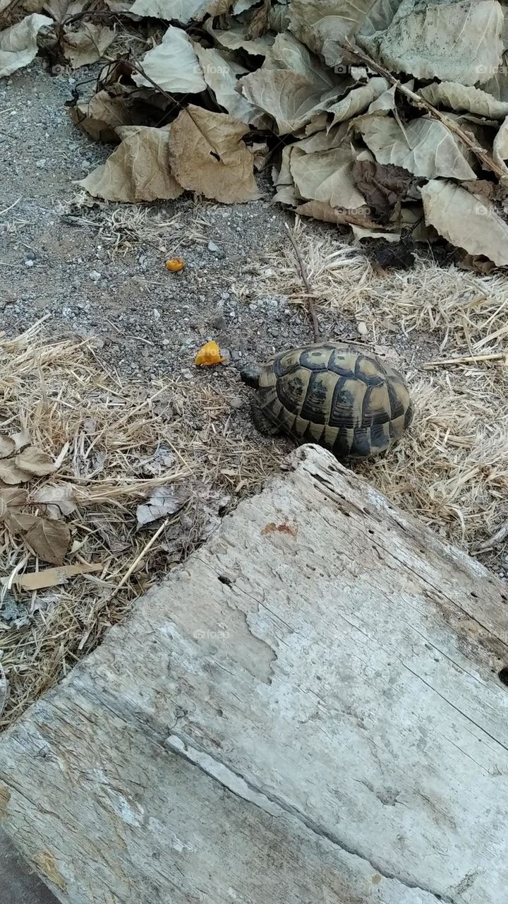 Turtle eating!