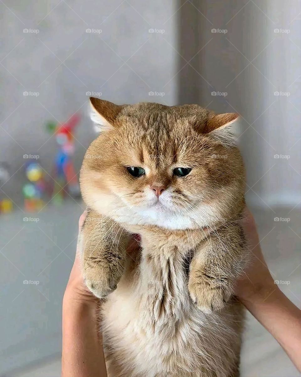 A very beautiful picture, and there is no better picture than it. There is no better picture of green herbs and colorful, red and white roses than it. Glory be to God, the natural and picturesque view, and there is no more