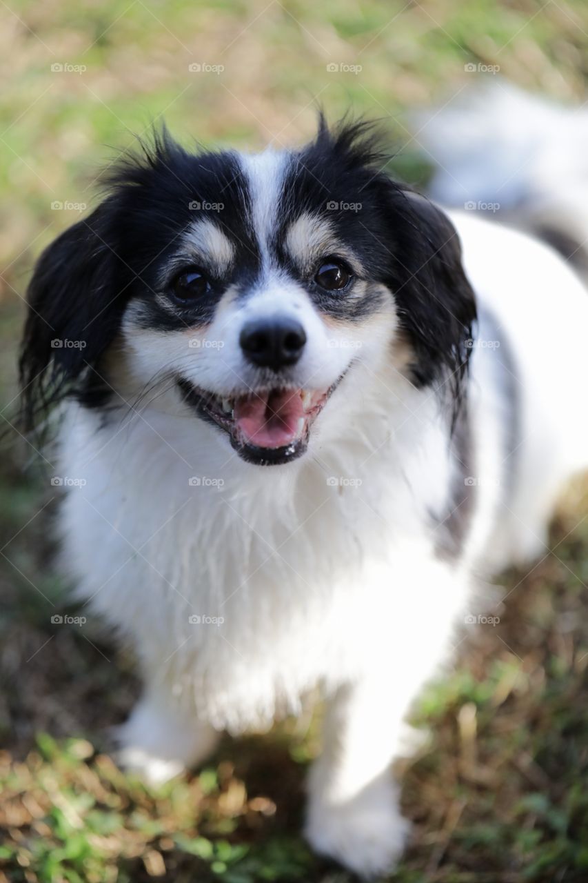 Pretty Smiling dog