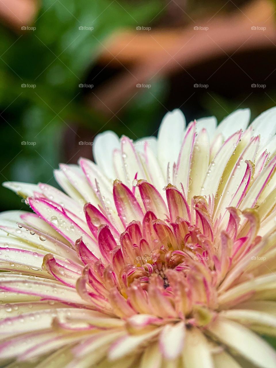 Close up view of a fresh daisy with some water droplets on the petals