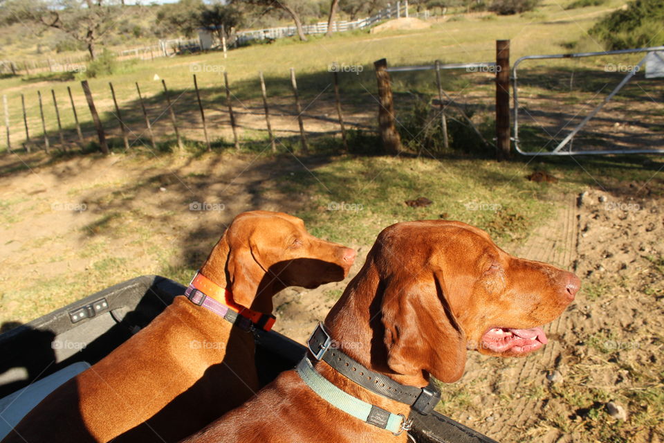 hound dogs. hunting  in Namibia
