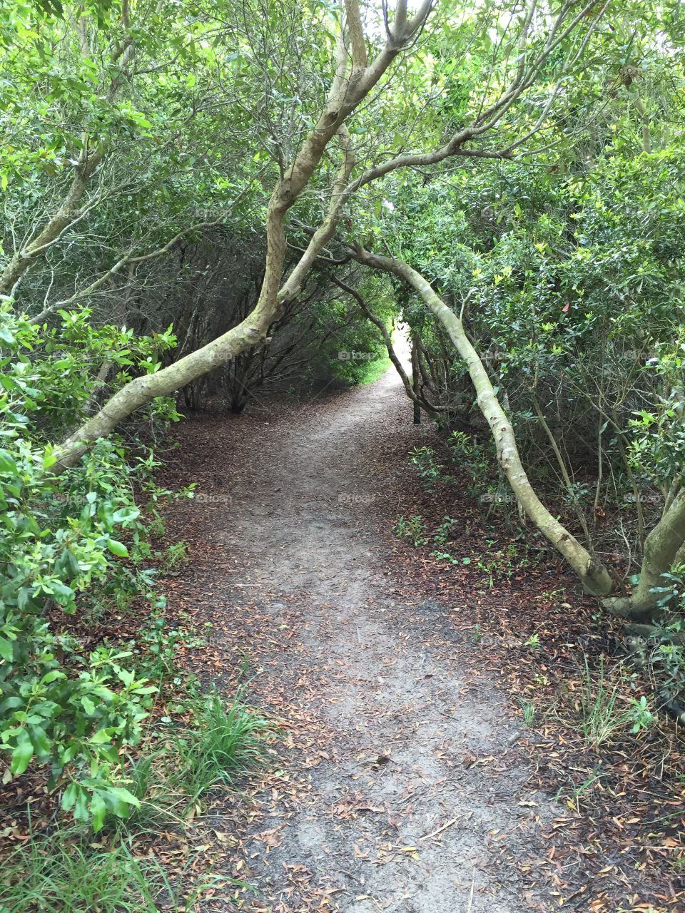 Trail in the forest