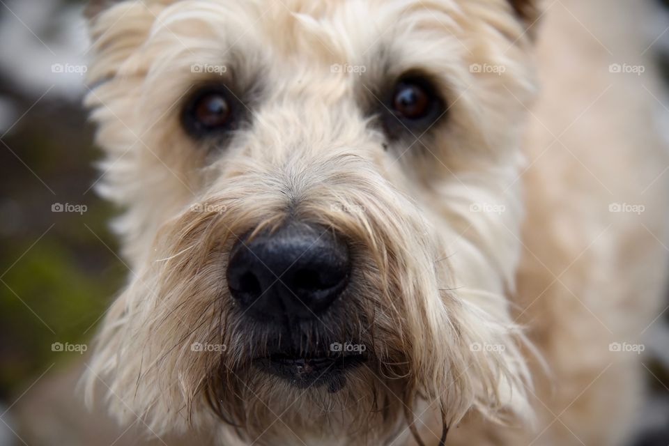 closeup of a dog 