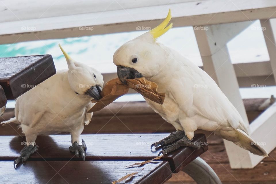 Silly cockatoos joining the picnic, Hamilton Island Marina, Whitsunday Islands, Australia 