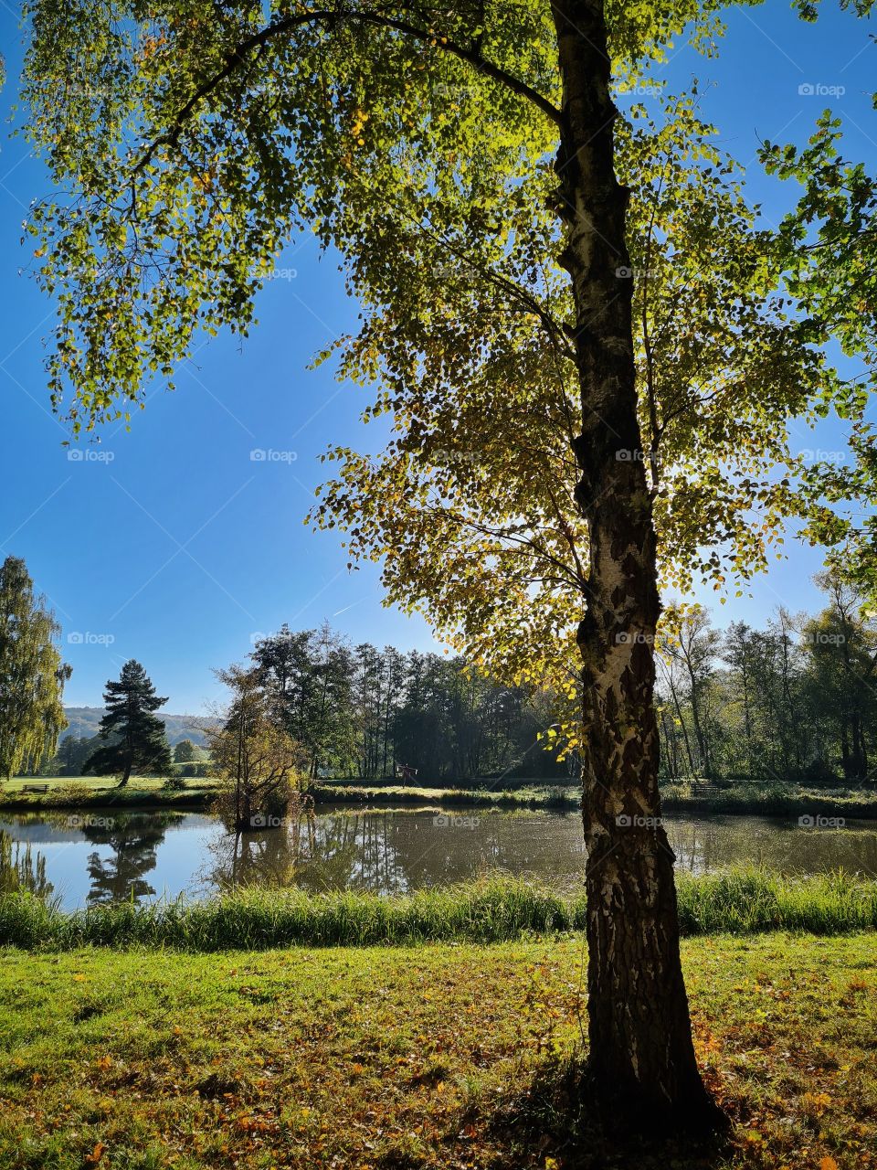 autumn tree at lakeside