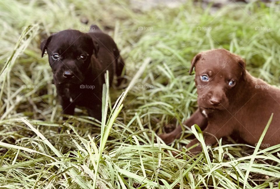 Chocolate Labrador and Pitt Bull mix puppies playing in the grass in South Georgia in the woods. 
