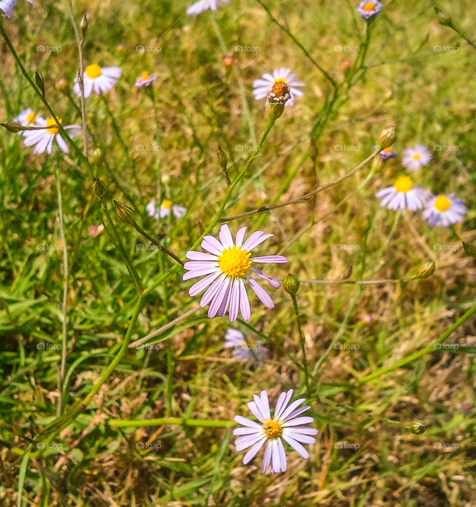 Happy Flowers. Flowers basking in the sunlight