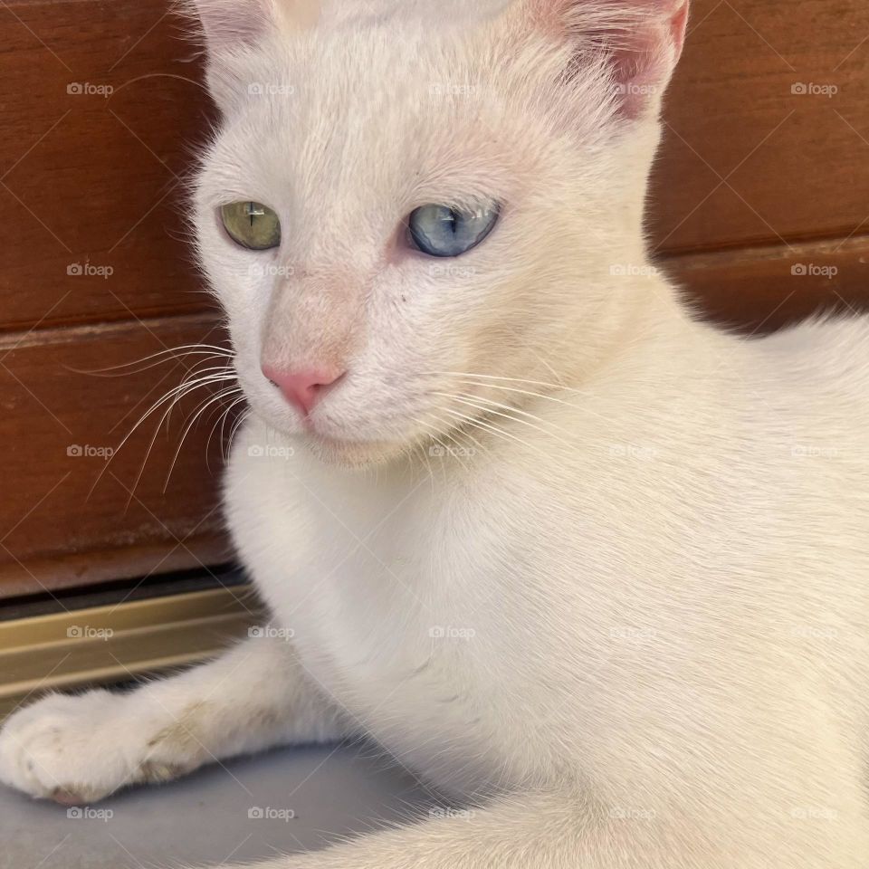 David Bowie reincarnated 