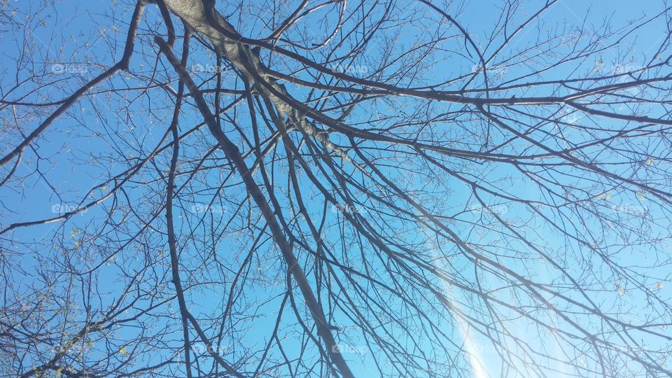Winter Sky. Prefect blue sky in late winter seen through a hibernating tree.