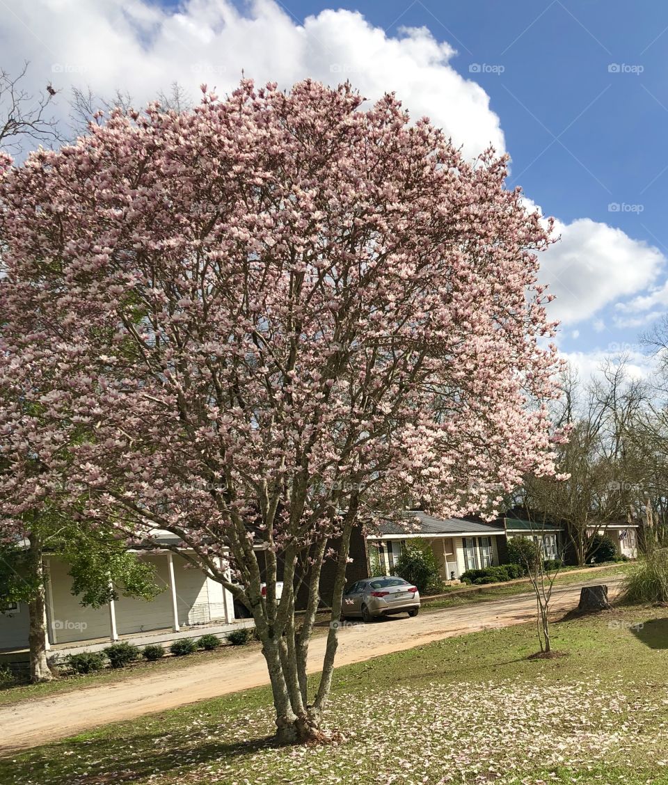 A  beautiful pink blossoming magnolia tree in the state of Georgia. 