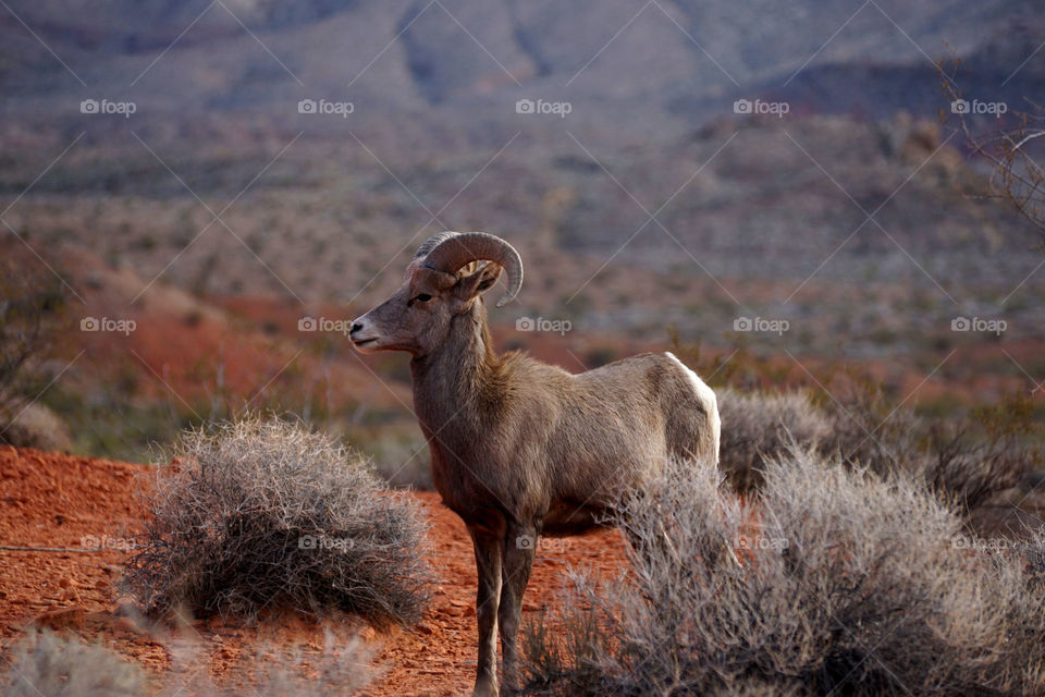 Big Horn Sheep 