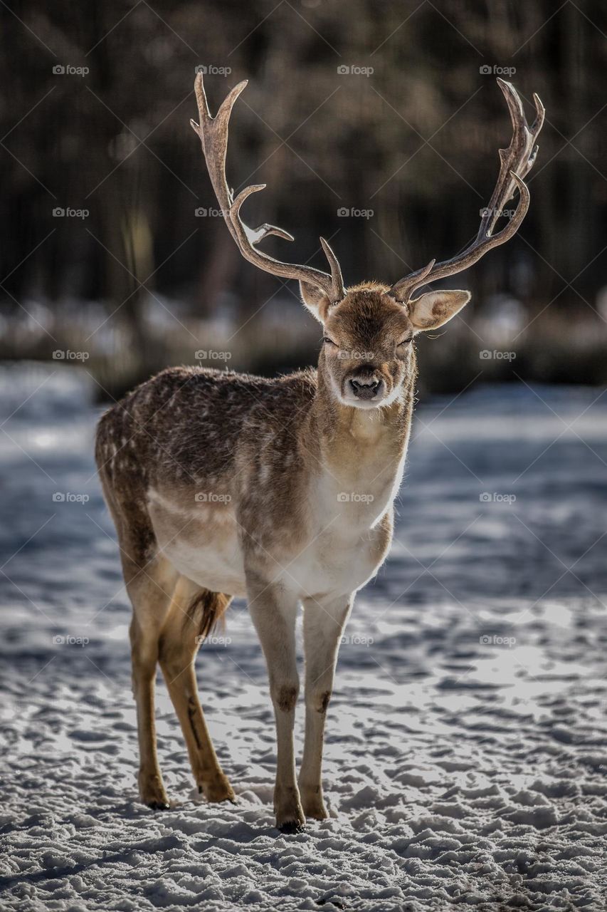 Beautiful deer