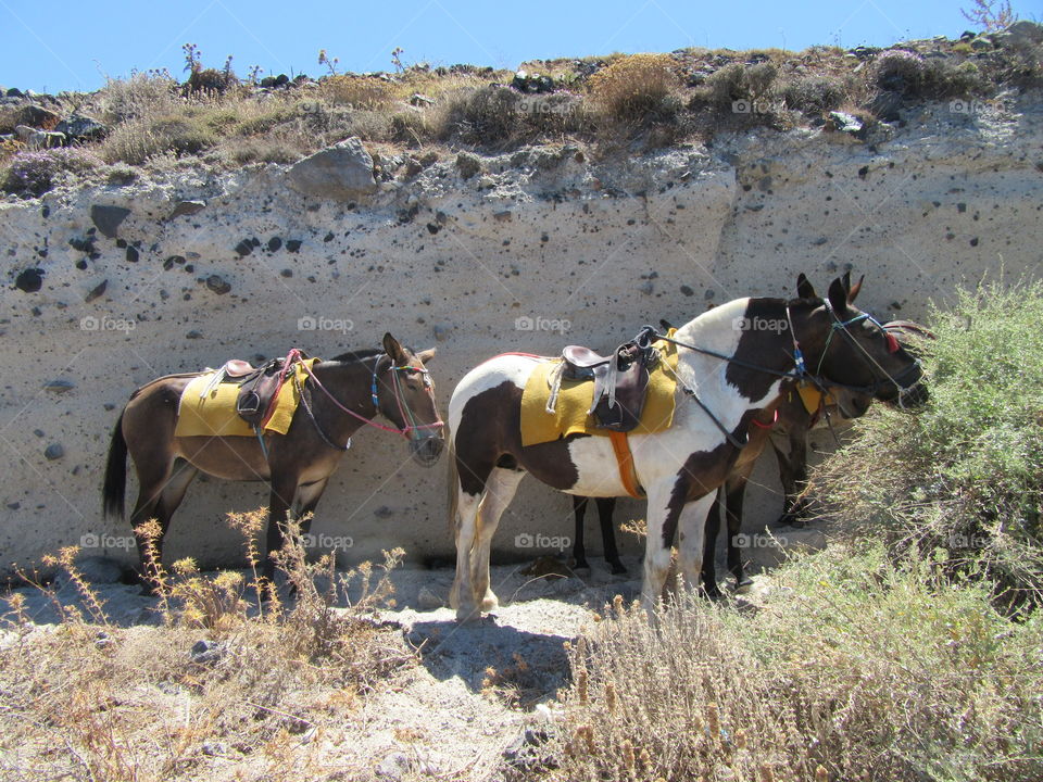 Mammal, Desert, Cavalry, Outdoors, Landscape