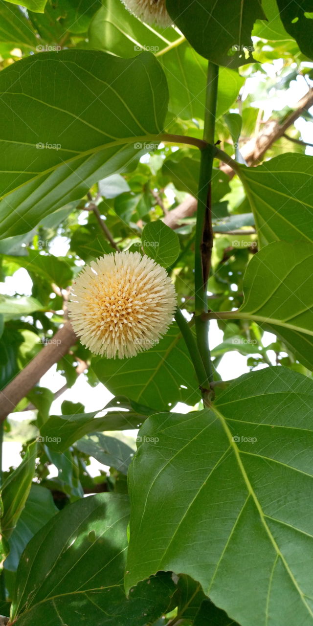 Neolamarckia cadamba