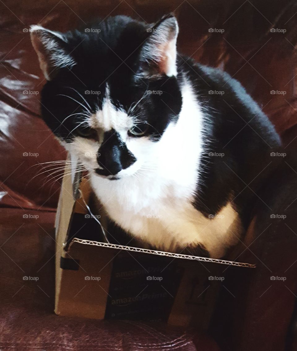 kitty cat in an Amazon Box free shipping