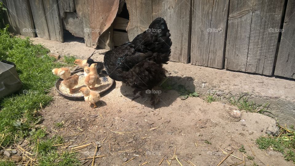 chickens with mother