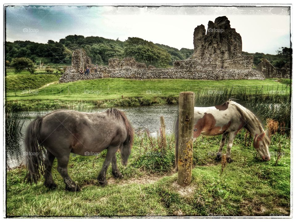 Cavalry, Animal, Grass, Rural, Farm