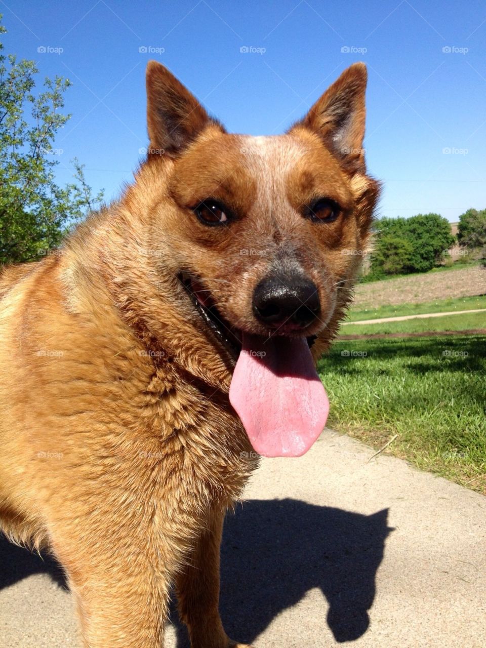 A panting Australian Cattle Dog casts a strange shadow that looks like a horse!