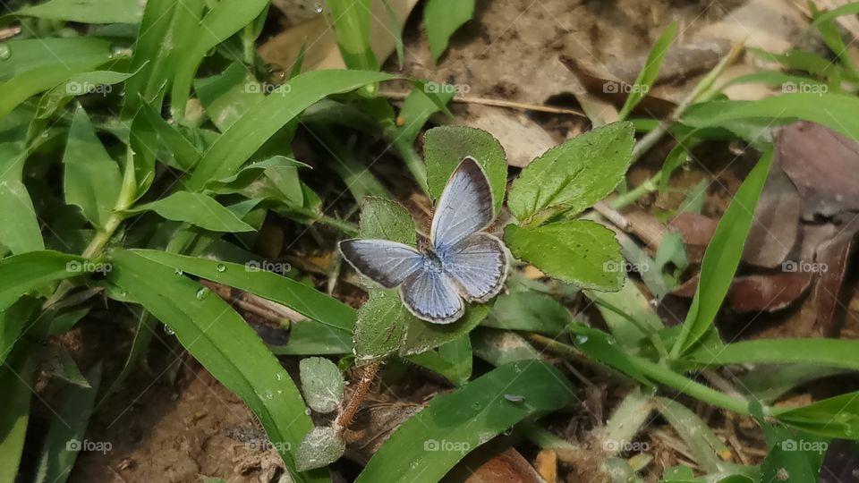 Butterfly found in Spring time