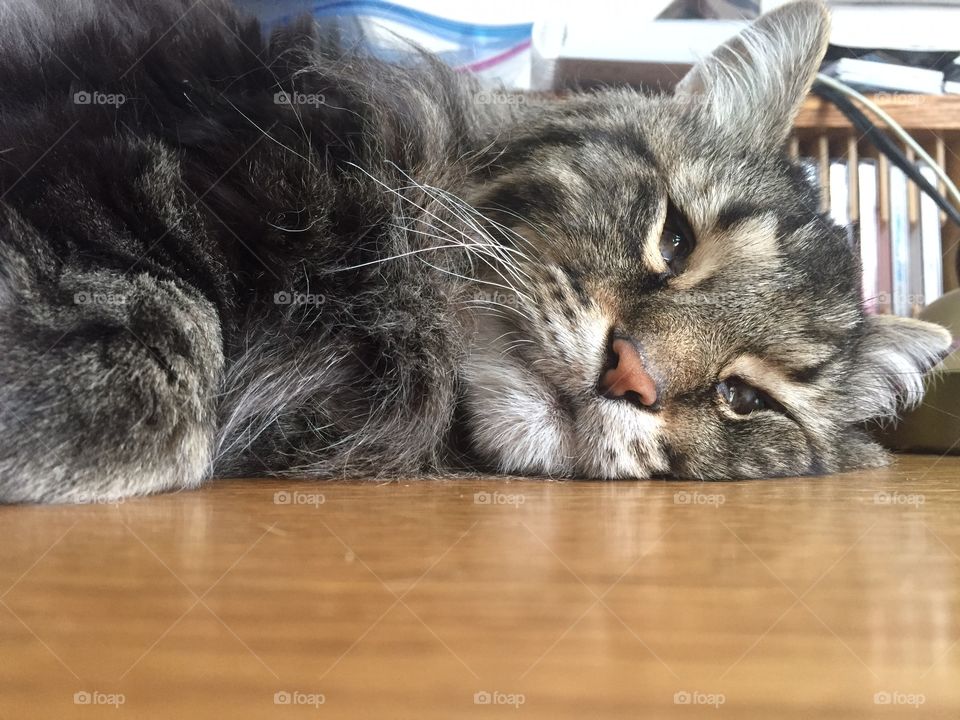 My cat Toby sleeping on the desk