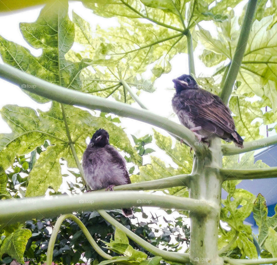 sitting idle and watching birds.