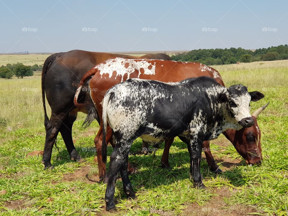 Nguni Cow Family