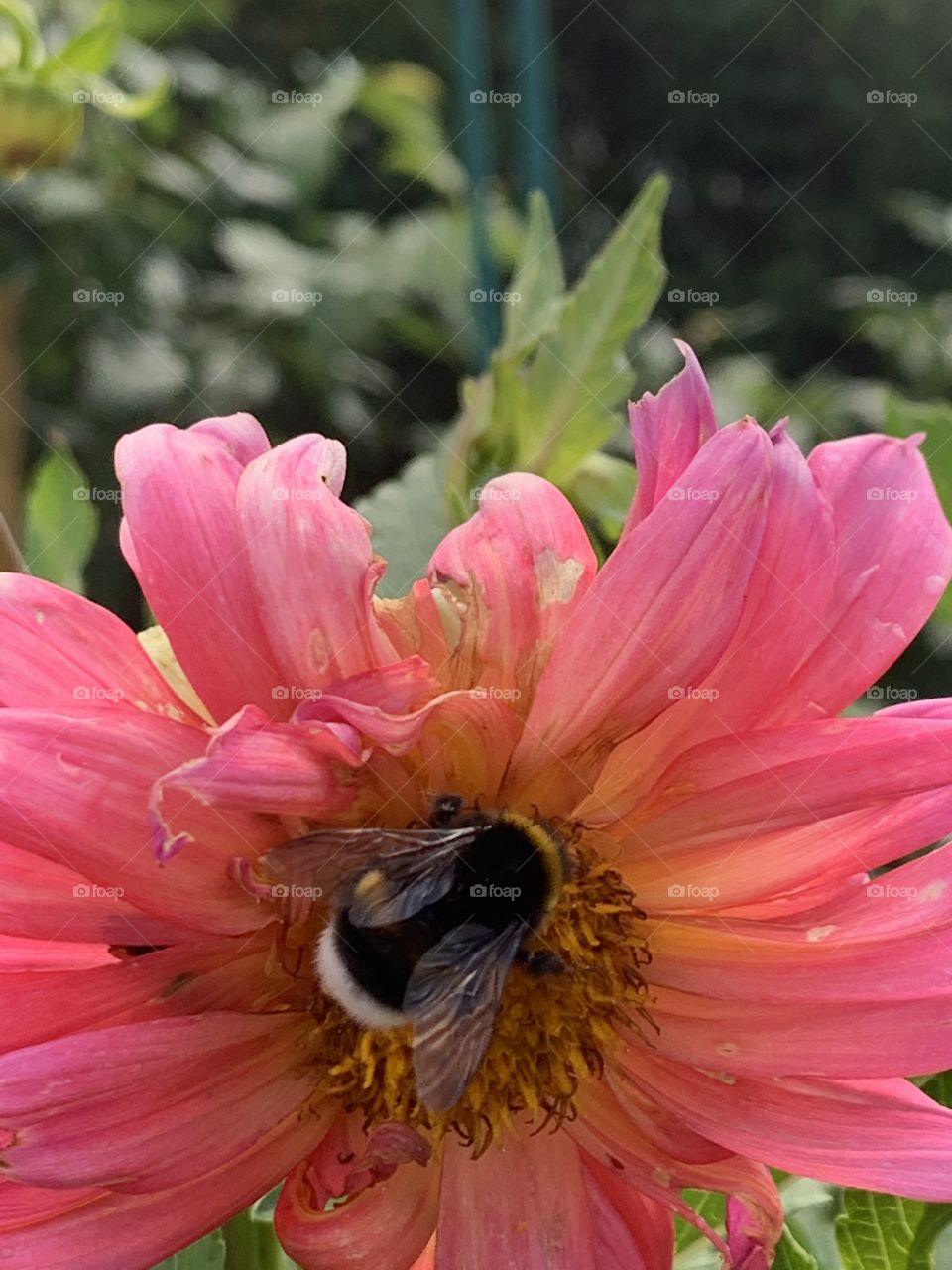 Bumblebee pollinates dahlia flower