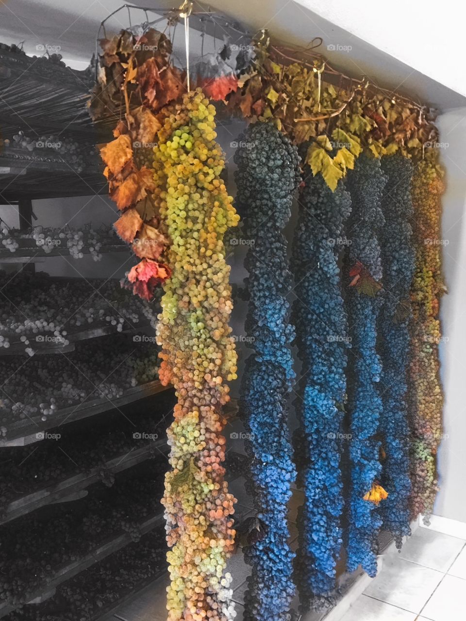 Drying of the white and red grapes to make sweet Amarone!