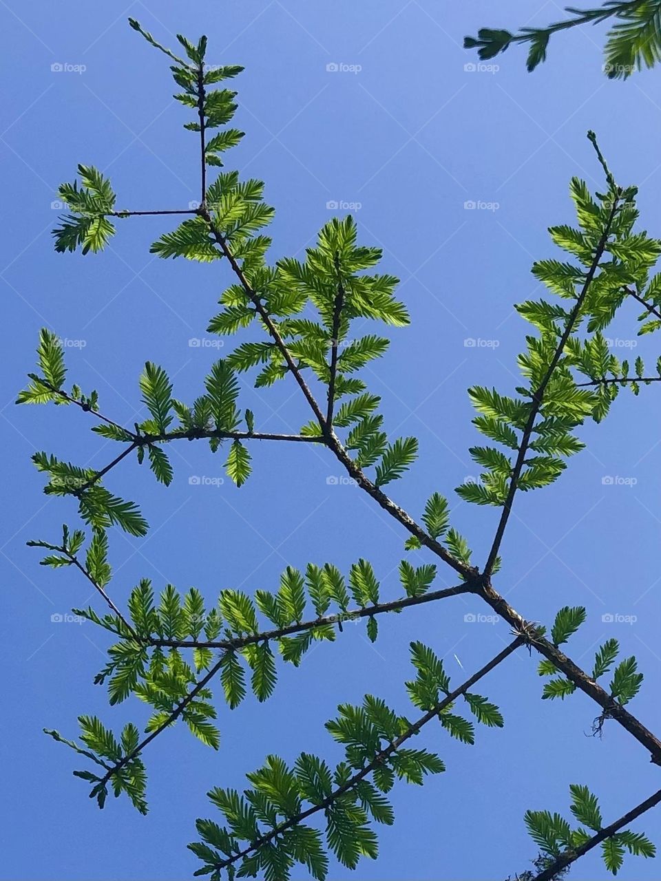 My cypress tree is finally blooming here on the ranch in Texas! I was a little worried because of the freeze but he’s just a late bloomer!