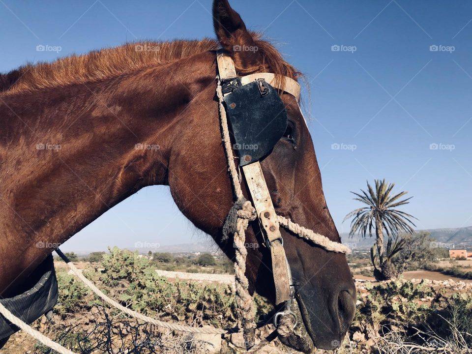 Beautiful horse looking at camera 