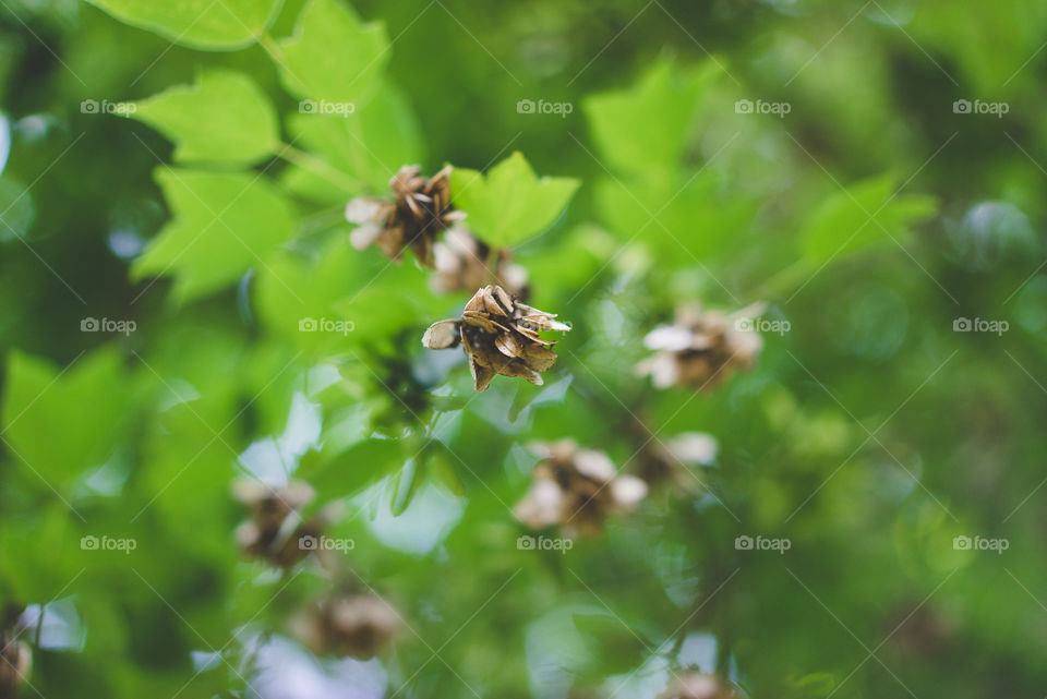 In the trees