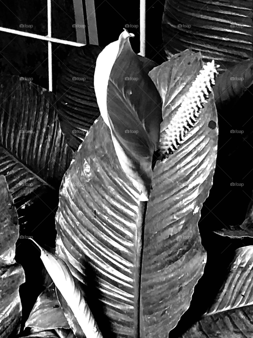 Leaf in black and white