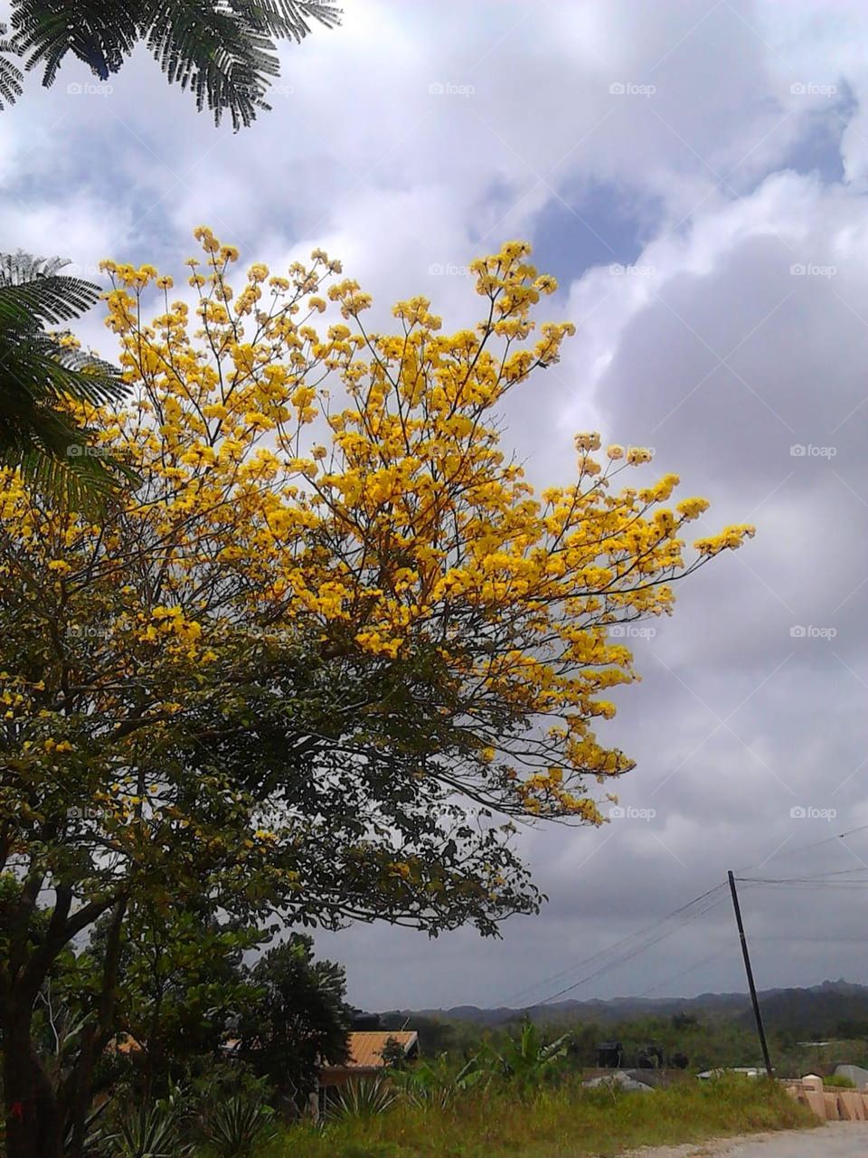 Yellow blooming tree in the country