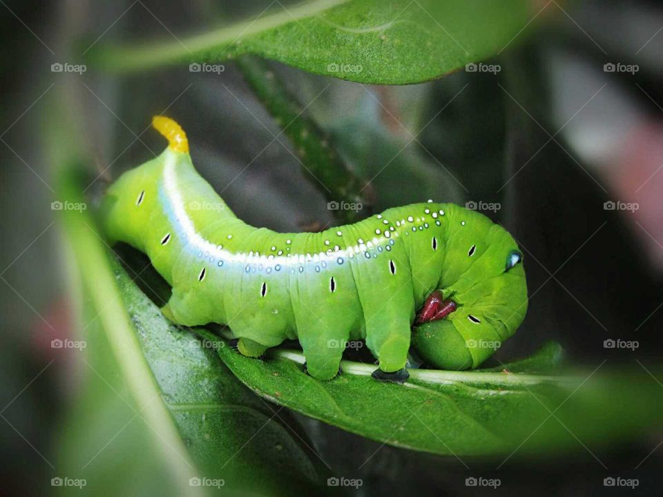 Cobra caterpillar in macro